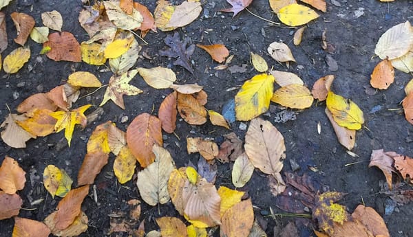 Monday Musings: Fall